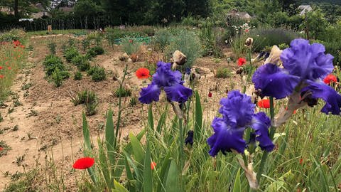 Im Garten von Lore Gräff aus Waldlaubersheim liegen ordentliches Gemüsebeet und wild wachsende Blumenbeete gleich nebeneinander. (Foto: SWR)