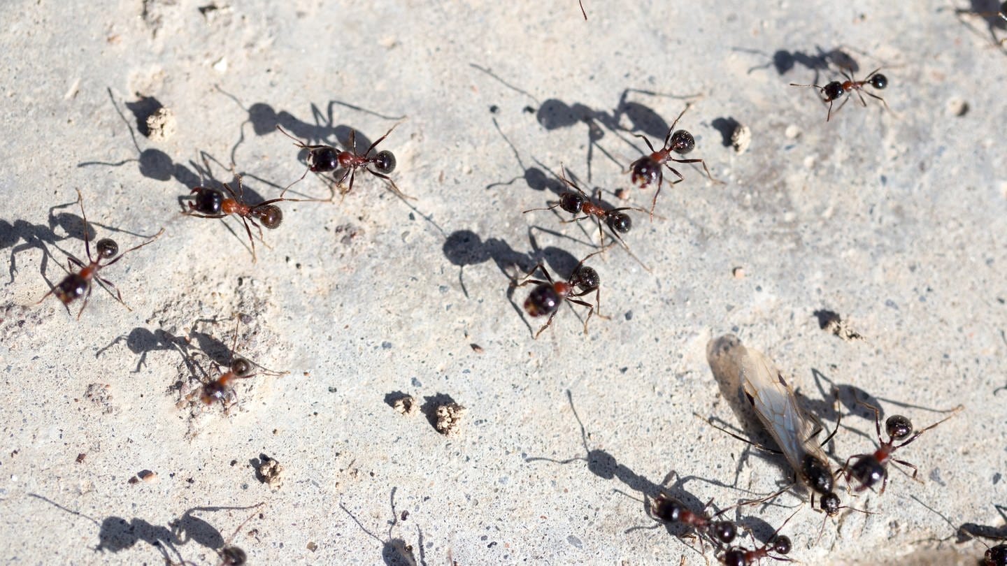 Junge Ameisenköniginnen können fliegen - nach der Paarung suchen sie einen Platz, um eine Kolonie zu gründen. Das kann auch mal im zweiten Stock eines Hauses sein. Arbeiterinnen, ohne Flügel, krabbeln die Wände hoch.