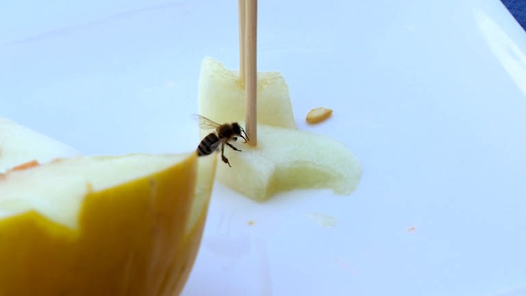 Eine Biene sitzt auf einem Stückchen Honigmelone, die eine hellgelbe, glatte Schale hat. Alles Wissenswerte zu Zuckermelonen, Wassermelonen, Galia-, Netzmelone und Cantalup (Foto: SWR)