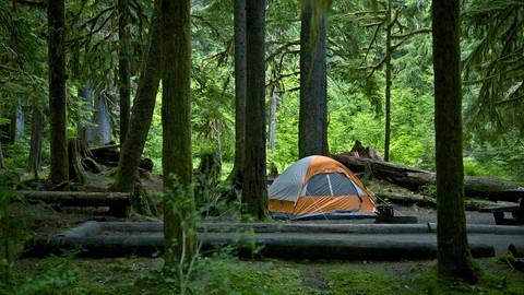 Orange-silberfarbenes Zelt steht in einem Wald auf einem Grill-Campingplatz. (Foto: Colourbox)