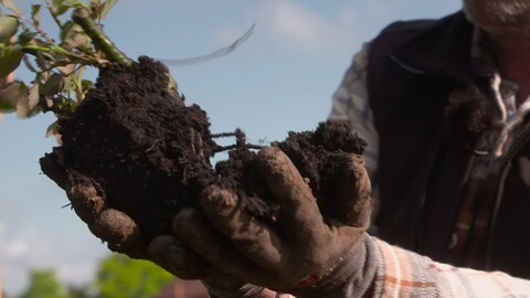 Ein Mann lockert die Erde um die Wurzeln einer Pflanze etwas auf, bevor er sie in die Erde einpflanzt. Bevor eine Pflanze nach dem Kauf eingepflanzt wird, muss darauf geachtet werden, dass die Wurzeln ausreichend gelockert wurden. (Foto: SWR)