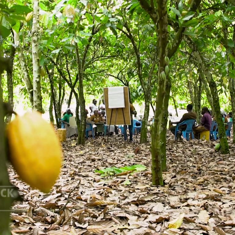 Mehrere Menschen sitzen unter Kakaobäumen auf blauen Plastikstühlen und schauen auf ein Flipchart. Wie fair und nachhaltig ist Lindt-Schokolade? (Foto: SWR)