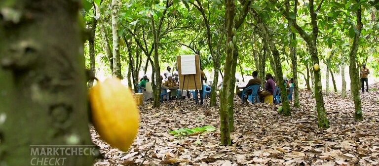 Mehrere Menschen sitzen unter Kakaobäumen auf blauen Plastikstühlen und schauen auf ein Flipchart. Wie fair und nachhaltig ist Lindt-Schokolade? (Foto: SWR)