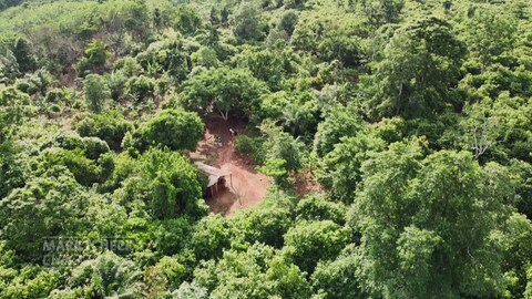 Eine Kakao-Plantage in Ghana von oben. Wie fair und nachhaltig ist die Schokolade von Lindt & Sprüngli? (Foto: SWR)