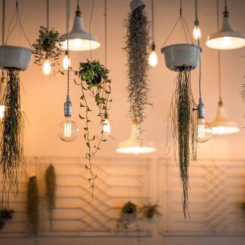 Verschiedene Lampen und Pflanzen hängen von der Decke. Ein Lichtdesigner zeigt uns, wie wir Geld sparen könen, indem wir Lampen richtig platzieren. (Foto: Unsplash | Patrick Schneider)