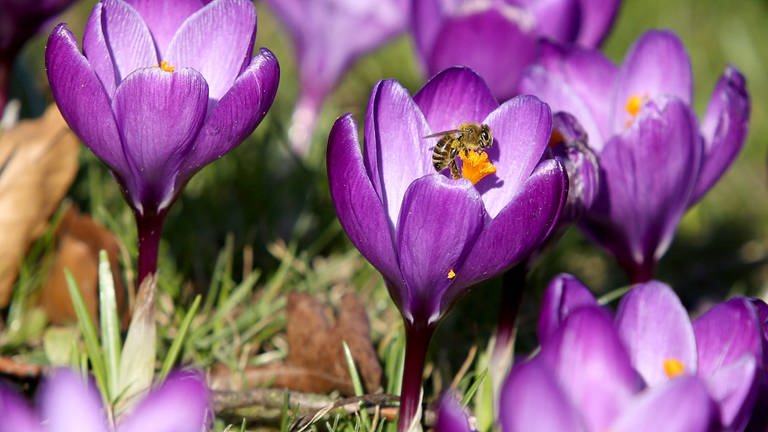 Krokusse sind Frühlingsboten (Foto: IMAGO, IMAGO / Rene Traut)