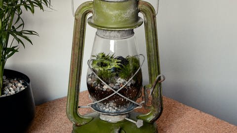 Mini-Terrarium im Glaskolben einer alten Öllampe. Flaschengärten kann man leicht selber machen: Eine Anleitung. (Foto: Unsplash | Keszthelyi Timi)