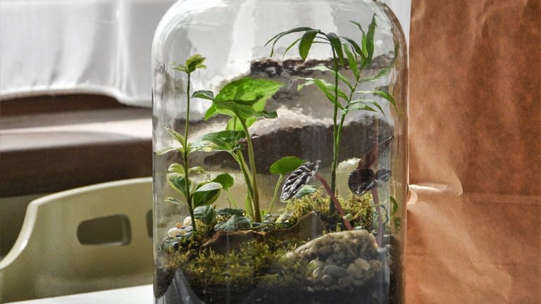 Pflanzen und Moos wachsen in einem großen Schraubglas. Wie kann man einen Flaschengarten selber machen? (Foto: Unsplash | Keszthelyi Timi)