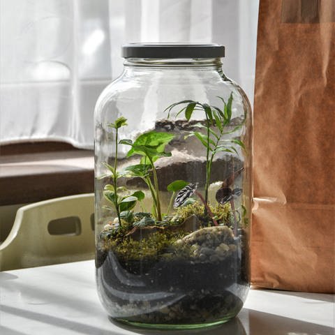 Pflanzen und Moos wachsen in einem großen Schraubglas. Wie kann man einen Flaschengarten selber machen? (Foto: Unsplash | Keszthelyi Timi)