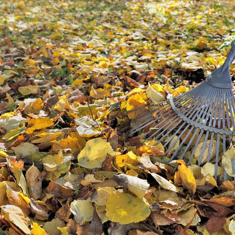 Ein Rechen fährt über das Herbstlaub (Foto: Colourbox)