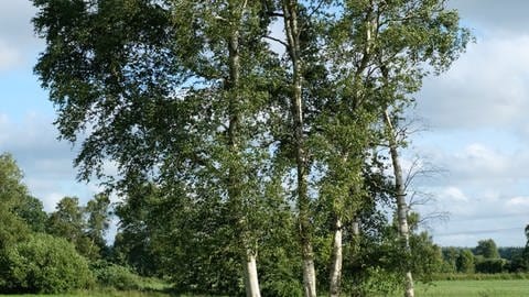 Die Moorbirke ist der Baum des Jahres 2023, das gab die Dr. Silvius Wodarz Stiftung bekannt (Foto: Pressestelle, Rudolf Fenner/Dr. Silvius Wodarz Stiftung)
