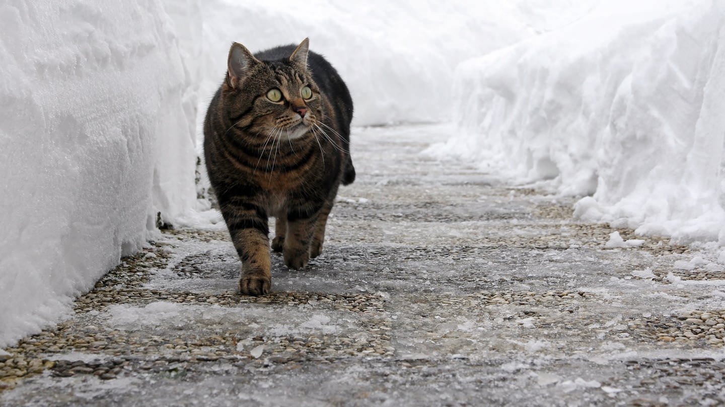 Katze spaziert auf geräumtem Gehweg zwischen Schneehügeln: Bei Schnee und Glatteis sind Mieter und Eigentümer verpflichtet, Gehwege vor dem Haus frei zu halten. Umweltfreundlich räumen, auch ohne Streusalz. (Foto: Colourbox)