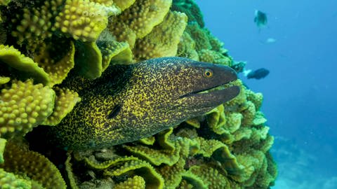 Eine Gelbgefleckte Muräne schwimmt zwischen Steinkorallen im Roten Meer. (Foto: dpa Bildfunk, Picture Alliance)