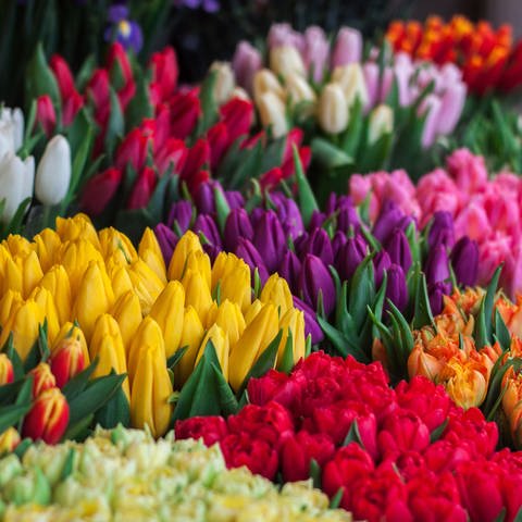 Der ganze Bildauschnitt ist gefüllt mit verschiedenen Tulpensorten in den Farben rot, organge, gelb, weiß, lila und pink. (Foto: Unsplash/ioann-mark-kuznietsov)