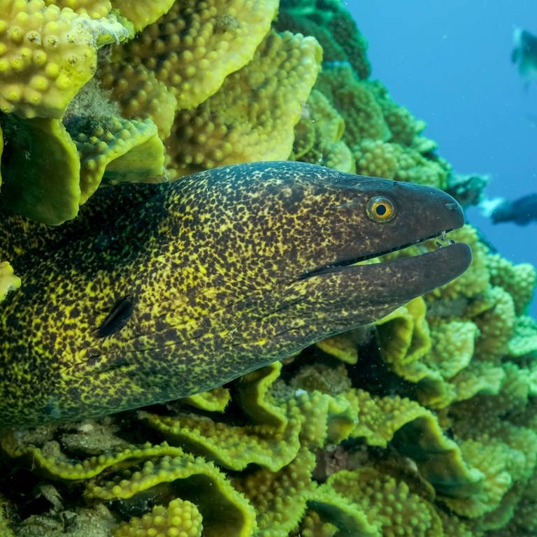 Eine Gelbgefleckte Muräne schwimmt zwischen Steinkorallen im Roten Meer. (Foto: dpa Bildfunk, Picture Alliance)