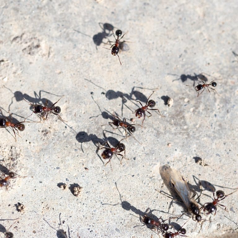 Junge Ameisenköniginnen können fliegen - nach der Paarung suchen sie einen Platz, um eine Kolonie zu gründen. Das kann auch mal im zweiten Stock eines Hauses sein. Arbeiterinnen, ohne Flügel, krabbeln die Wände hoch. (Foto: Colourbox, Colourbox)