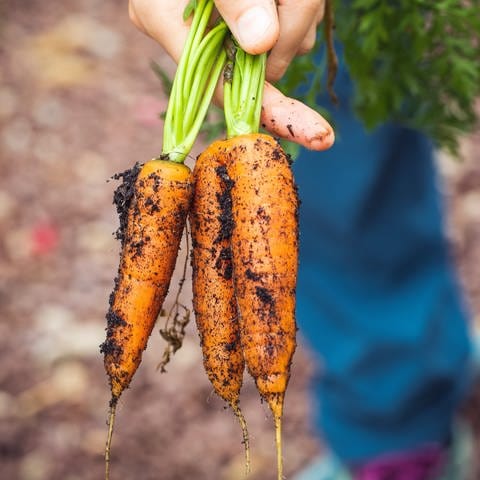 Drei Karotten, die frisch aus der Erde gezogen wurden. (Foto: Unsplash / Markus Spiske)