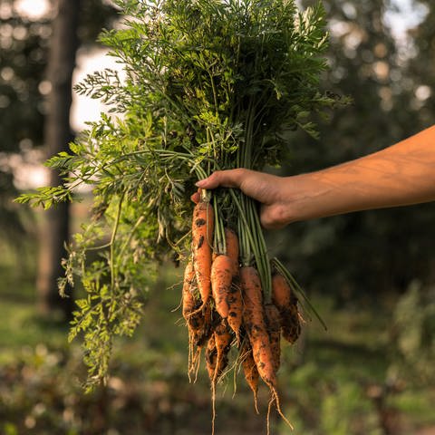Eine Hand hält einen Bund Karotten, an dem das Karottengrün noch dran ist, in die Höhe. Aus Blättern von Gemüse wie Radiesschen oder Kohlrabi kann man ein leckeres Pesto machen. (Foto: Adobe Stock)