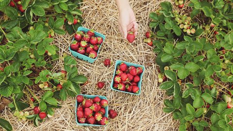 Erdbeerpflanzen von oben, zwischen ihnen liegt Stroh. Wie kann man Erdbeeren konservieren? (Foto: Unsplash / Farsai Chaikulngamdee)