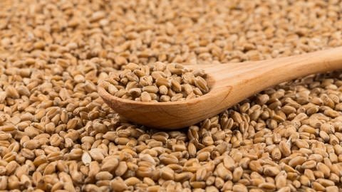 Holzlöffel liegt in Getreidekörnern. Dinkel enthält wertvolle Mineralstoffe, Ballaststoffe und Vitamine. Allergene sind ähnlich wie beim Weizen. (Foto: Colourbox)