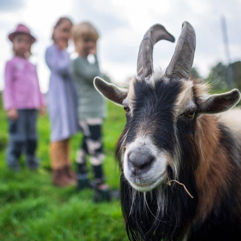 Eine Ziege schaut in die Kamera. Im HIntergrund sind drei Kinder zu erkennen, die mit ihrer Familie Urlaub auf dem Bauernhof machen. (Foto: dpa Bildfunk, Picture Alliance)