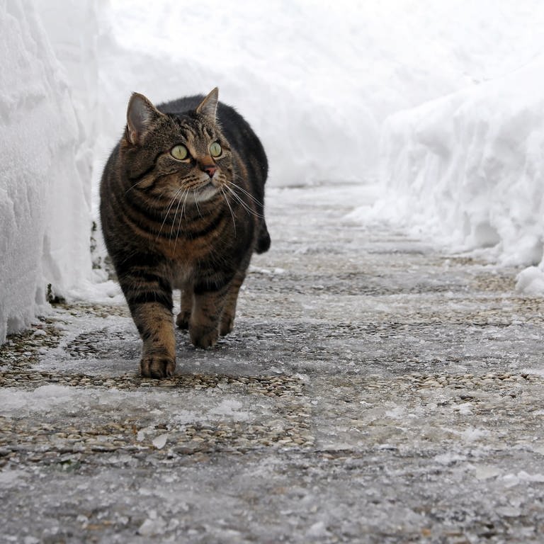 Katze spaziert auf geräumtem Gehweg zwischen Schneehügeln: Bei Schnee und Glatteis sind Mieter und Eigentümer verpflichtet, Gehwege vor dem Haus frei zu halten. Umweltfreundlich nachhaltig räumen, auch ohne Streusalz. (Foto: Colourbox)
