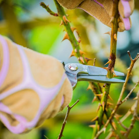 Person schneidet mit einer Gartenschere den Stiel einer Rose. Welche Rosen sollte man im Frühjahr schneiden? (Foto: Adobe Stock, Gorilla)