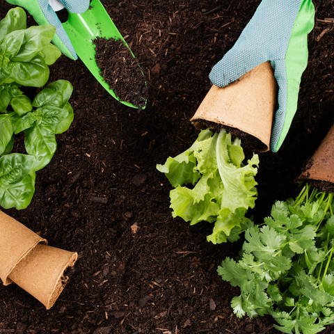Person pflanzt Setzlinge eines Salates in die Erde ein. Blumenerde im Test: Womit blüht es besser? (Foto: Adobe Stock, gitusik)