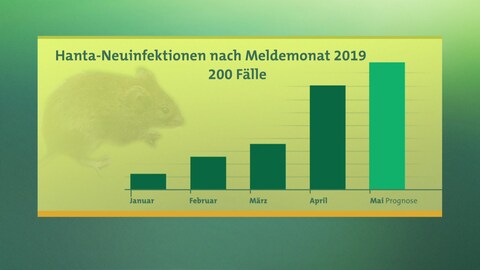 Grafik: Hantavirus-Neuinfektionen in Baden-Württemberg in 2019 (Foto: SWR)