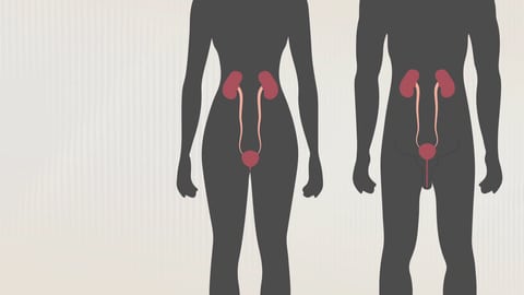 Die Abbildung zeigt, dass Frauen und Männer unterschiedlich lange Harnröhren haben.
