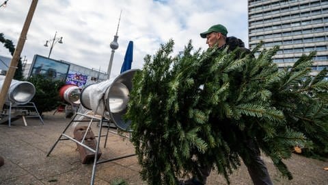 Ein Weihnachtsbaum für den Transport verpackt: Frische Tannenbäume erkennt man daran, dass noch Harz aus ihrem Stamm oder den Ästen läuft. (Foto: dpa Bildfunk, picture alliance/dpa | Christophe Gateau)