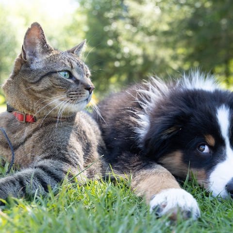 Eine Katze und ein Hund liegen nebeneinander auf einer Wiese. Im Hintergrund sind Bäume zu sehen. Wenn der Hund oder die Katze entläuft, kann das teuer für den Besitzer werden.  (Foto: Andrew S.)