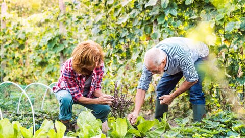 Eine Frau und ein Mann stehen im Garten und pflücken Kräuter. Kräuter können eine heilende Wirkung haben. Man kann sie auch ganz einfach im eigenen Garten anbauen.  (Foto: Colourbox)