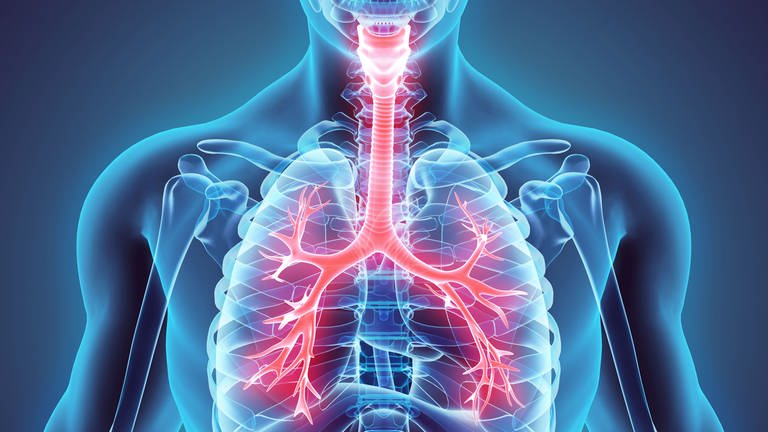 Zeichnung der aus Luftröhre und Bronchien bestehenden unteren Atemwege