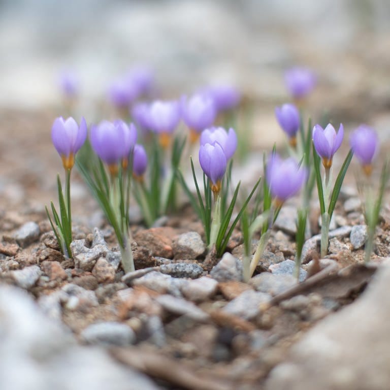 Lilafarbene Krokusse wachsen zwischen Granit-Split. Ein Schottergarten lässt sich zum blühenden Garten umgestalten.