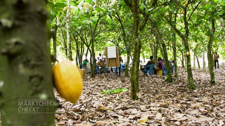 Mehrere Menschen sitzen unter Kakaobäumen auf blauen Plastikstühlen und schauen auf ein Flipchart. Wie fair und nachhaltig ist Lindt-Schokolade?