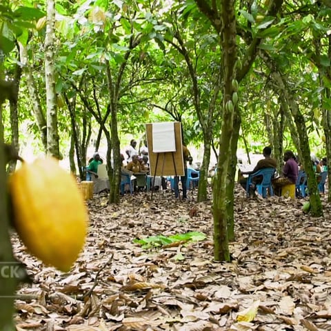 Mehrere Menschen sitzen unter Kakaobäumen auf blauen Plastikstühlen und schauen auf ein Flipchart. Wie fair und nachhaltig ist Lindt-Schokolade?