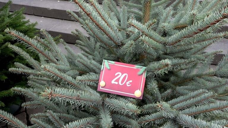 Die Blaufichte hat spitze, blaugrüne Nadeln. Sie ist günstiger als andere Weihnachtsbäume, sticht aber. (Foto: SWR, SWR )