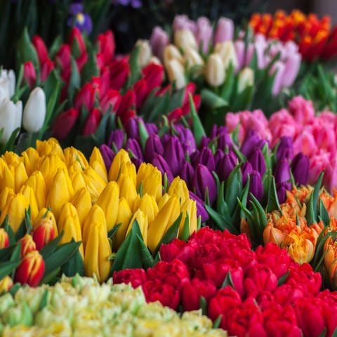 Der ganze Bildauschnitt ist gefüllt mit verschiedenen Tulpensorten in den Farben rot, organge, gelb, weiß, lila und pink.