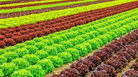 Feld mit verschiedenen Salat-Sorten (Foto: Adobe Stock, by-studio)