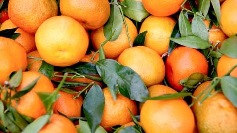 viele frisch gepflückte Orangen mit Stiel und Blättern