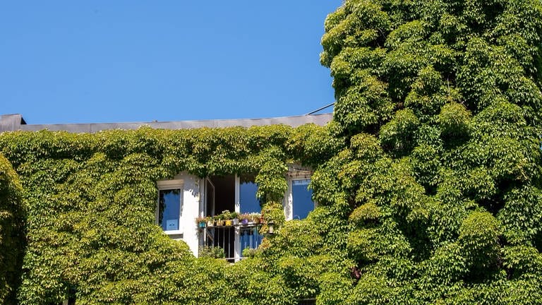Die Sonne scheint auf eine Hausfassade mit Balkon im Gärtnerplatzviertel, die mit Kletterpflanzen zugewachsen ist. (Foto: dpa Bildfunk, Picture Alliance)