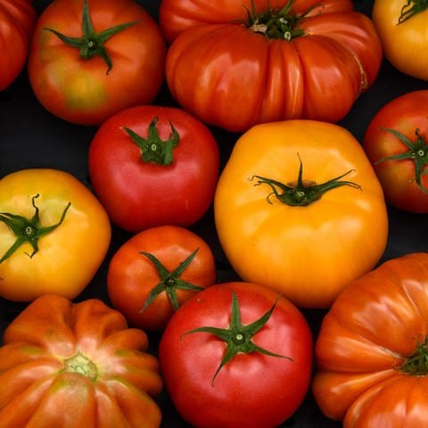 Gelbe, orangene und rote Tomaten in verschiedenen Größen liegen nebeneinander. Wie gesund sind Tomaten, wie kann man sie anbauen und welche Rezepte sind ungewöhnlich und lecker?