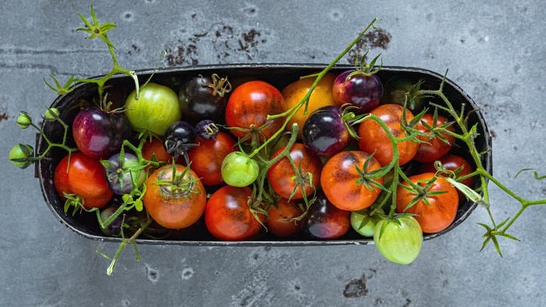 Verschiedene bunte Tomaten: Im Sommer haben Tomaten Hochsaison - viele bunte Sorten, jede schmeckt anders. Was für die Gesundheit drin steckt und was man alles zaubern kann damit - Rezepte.