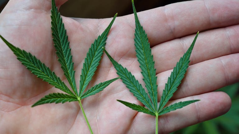 Cannabisblatt liegt auf der Handfläche. Cannabis-Legalisierung soll Eigenkonsum erlauben.  (Foto: Colourbox)