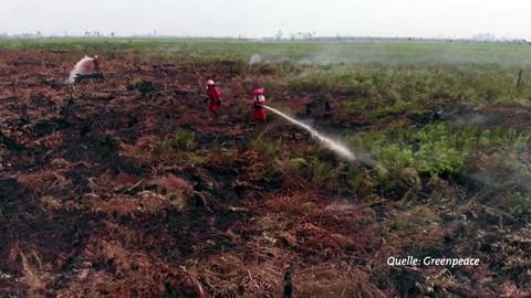 Brandrodung in Indonesien, dokumentert von Greenpeace