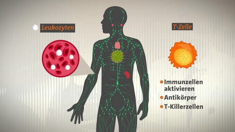 Grafik eines Menschen und seines Immunsystems - Leukozyten auf der einen und eine T-Zelle auf der anderen Seite (Foto: SWR)