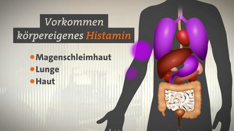 Vorkommen körpereigenes Histamin: Magenschleimhaut, Lunge, Haut - daneben ist die Grafik eines menschlichen Oberkörpers zu sehen (Foto: SWR)