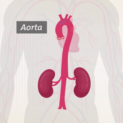 Hauptschlagader Aorta – worauf wir bei dem Organ am Herz achten sollten (Foto: SWR)