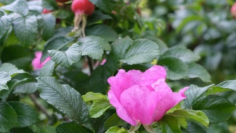 Rosenbusch mit pinker Blüte und roter Hagebutte. Hagebutten sind wertvolle Heilpflanzen. Rezepte für Hagebuttentee, Hagebuttenmarmelade, Hagebuttenpulver, Hagebuttenmus